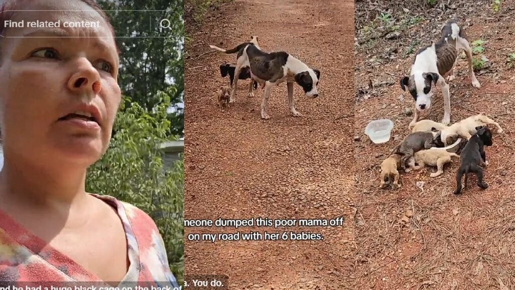 ‘We Gotta Get You Off The Road’: Alabama Woman Rescues Dog Family Abandoned On Dirt Road Alabama Woman Rescues Dog Family Abandoned On Dirt Road