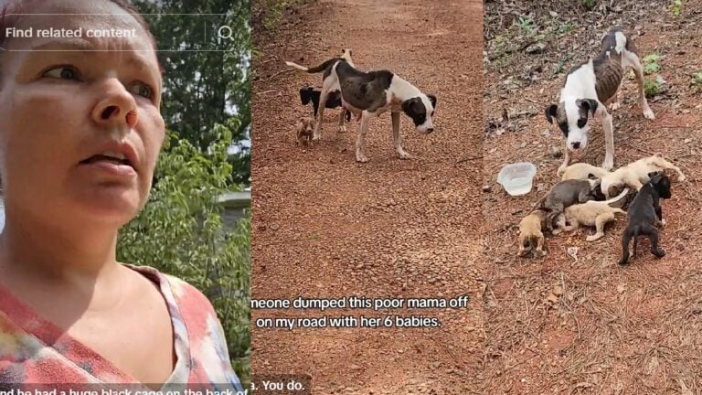 Alabama Woman Rescues Dog Family Abandoned On Dirt Road