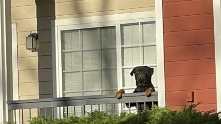 Colorado Resident Says Neighbor Leaves Dog on Porch for Hours