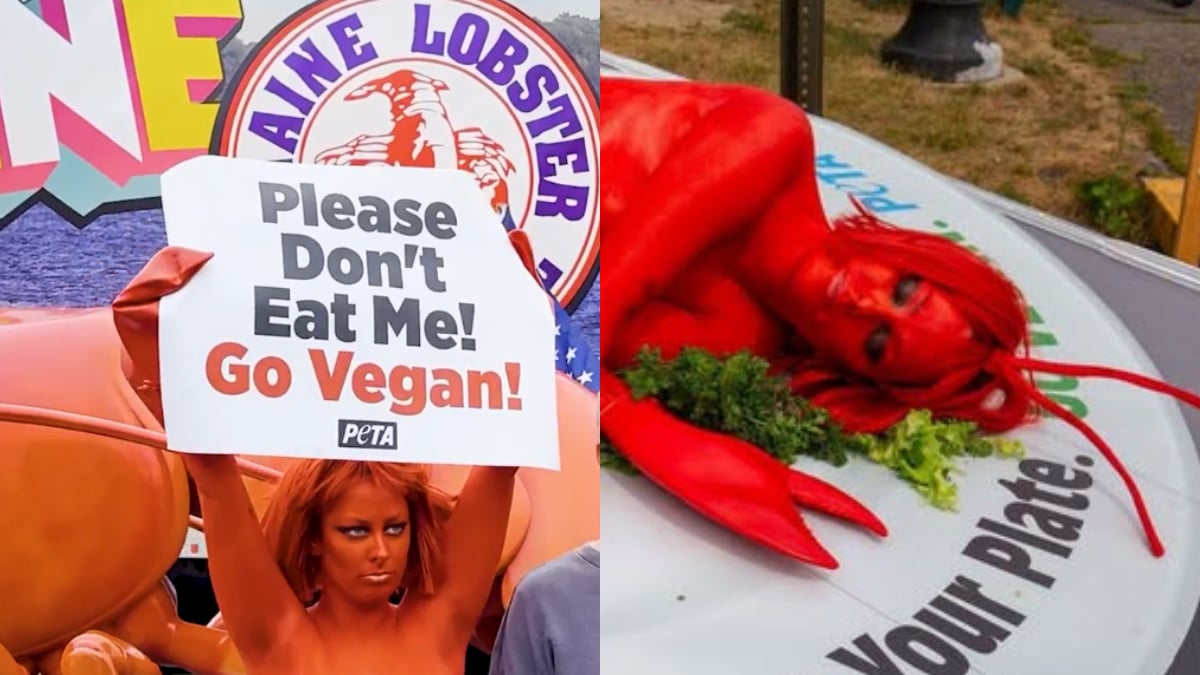 PETA’s Nearly Nude ‘Human Lobster’ Protest at Maine Festival Goes Viral, but Viewers Can’t Stop Roasting It: ‘I’ll Take Things That Backfired for $500’