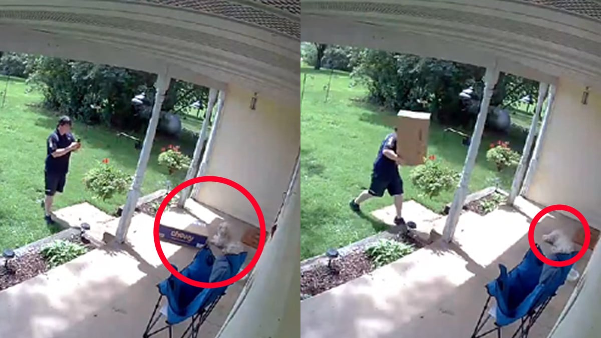Nebraska Woman Accuses FedEx Driver of Throwing Packages at Her Pets: ‘Keep Your Cats and Dog Inside’