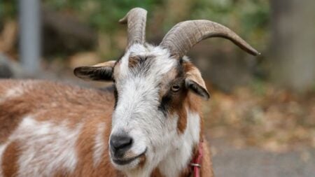Internet In Stitches After Washington DC Man Is Arrested For Walking His Pet Goat: ‘So It’s Illegal To Walk Around With LeBron?’ A detailed view of a goat with horns and brown and white fur in Itō, Shizuoka, Japan.