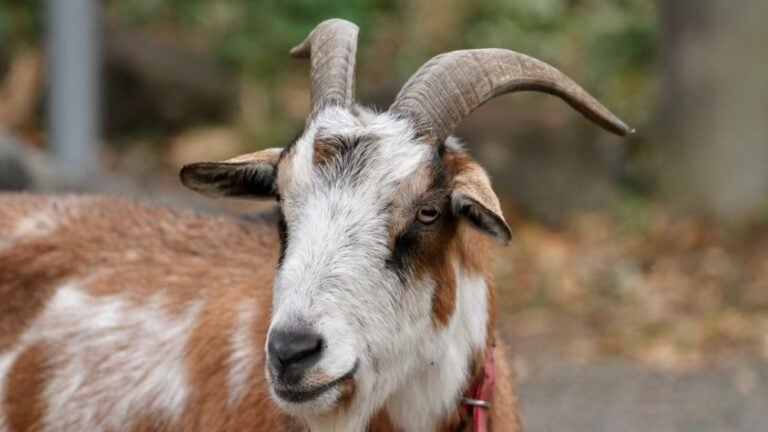 A detailed view of a goat with horns and brown and white fur in Itō, Shizuoka, Japan.