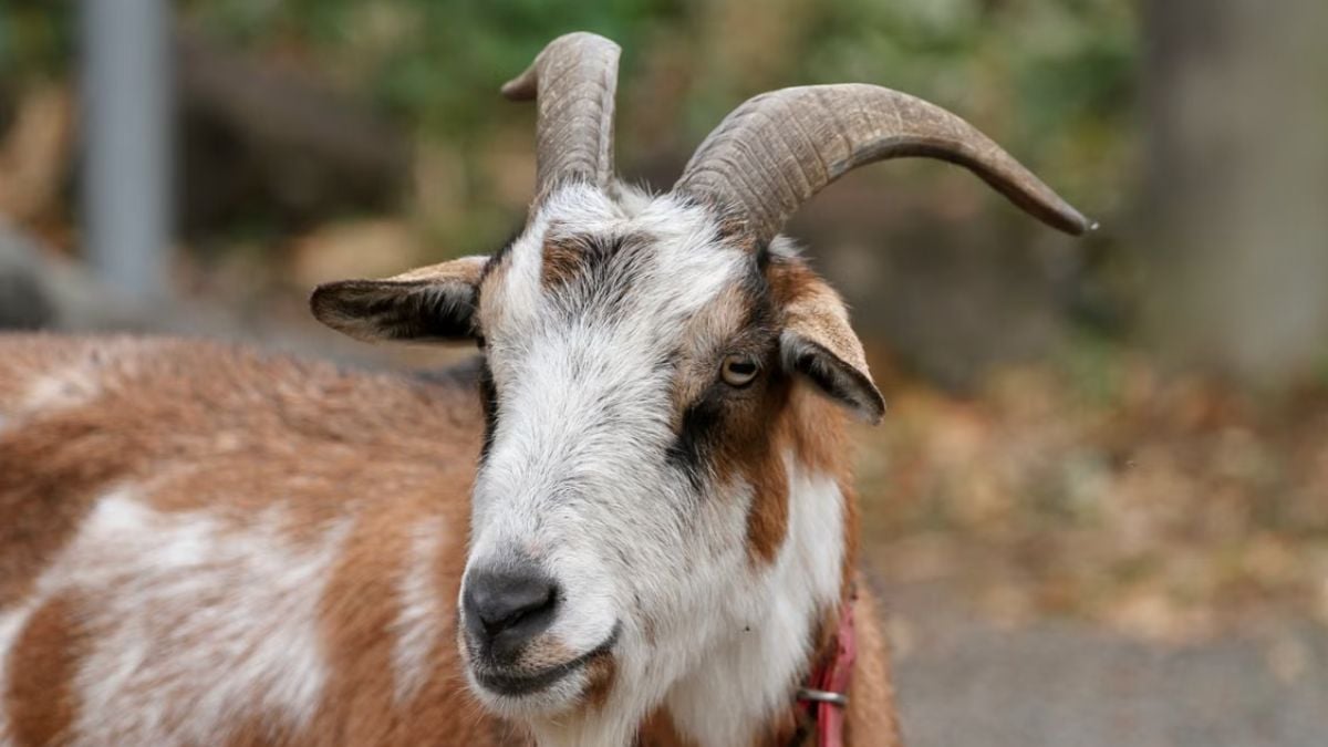 Internet In Stitches After Washington DC Man Is Arrested For Walking His Pet Goat: ‘So It’s Illegal To Walk Around With LeBron?’