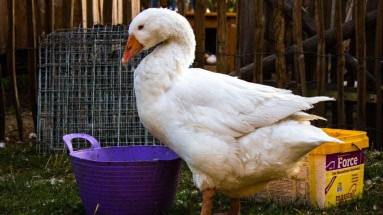 Texas Goose Saves The Day, Alerting Family To Barn Fire: ‘The Bravest Goose I’ve Ever Seen’ Texas Goose Saves The Day, Alerting Family To Barn Fire