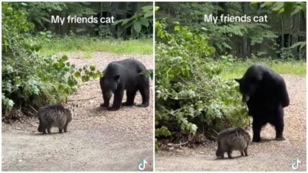 Brave New Hampshire Cat Squares Up to Black Bear, Leaving Internet in Stitches: ‘What Kind of Crazy Cat Is This?’ New Hampshire cat