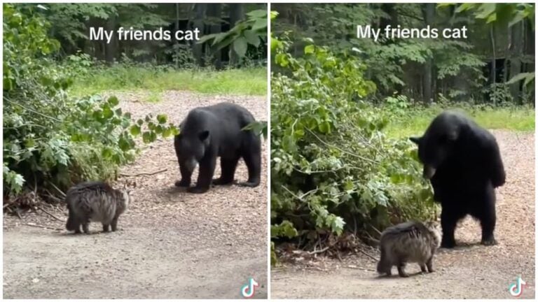 New Hampshire cat