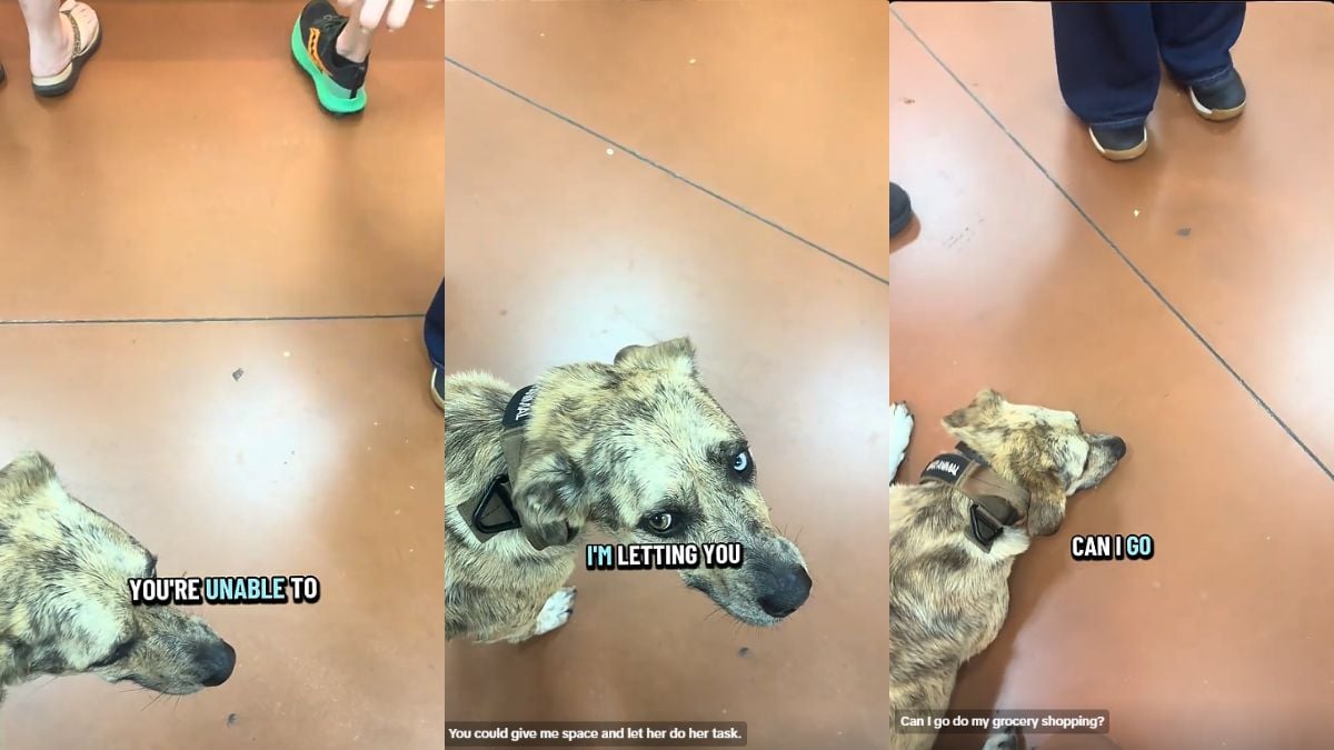 Florida Woman Says Grocery Worker Refused to Check Her Out Over Off-Leash Service Dog: ‘I Have a Right to Do My Grocery Shopping’