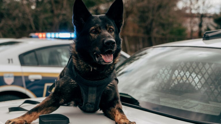 California Homeowner Says Police Dog Searching for Intruder Peed on His Toolbox: ‘He’ll Just Get a Slap on the Paw’ Police dog atop a police vehicle