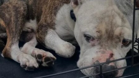 California Dog Owner Says Shelter Euthanized Missing Pet Hours After He Was Found: ‘I’m So Heartbroken’ California Dog Owner Says Shelter Euthanized Missing Pet Hours After He Was Found