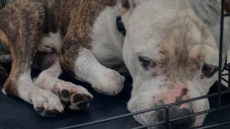 California Dog Owner Says Shelter Euthanized Missing Pet Hours After He Was Found: ‘I’m So Heartbroken’ California Dog Owner Says Shelter Euthanized Missing Pet Hours After He Was Found