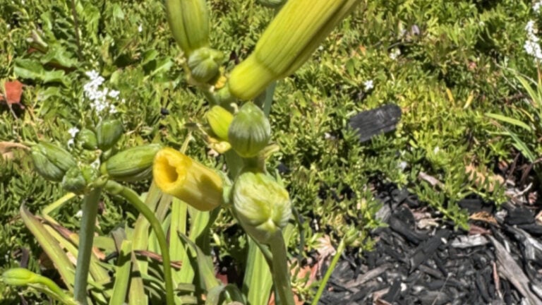California Homeowner Says Mother Let Kids Pick Flowers From Her Yard Despite Warning: ‘The Entitlement of Some People!’ California Homeowner Says Mother Let Kids Pick Flowers From Her Yard