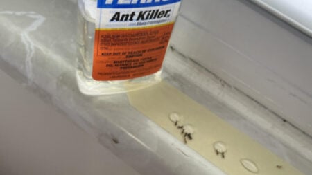 Half a bottle of ant bait by a window sill