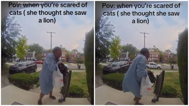 ‘She Thought She Saw a Lion’: Michigan Grandma’s Fear of Friendly Cat Has Internet Laughing Michigan granda scared of a cat goes viral