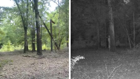 Georgia Homeowner’s Trail Camera Captures Unsettling Figure in the Woods