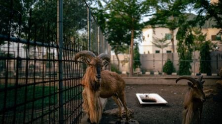 ‘Didn’t He Get Arrested for This Already?’: D.C. Police Confront Man Over Goat on Metro Two mountain goats with horns in a fenced urban zoo environment, California.