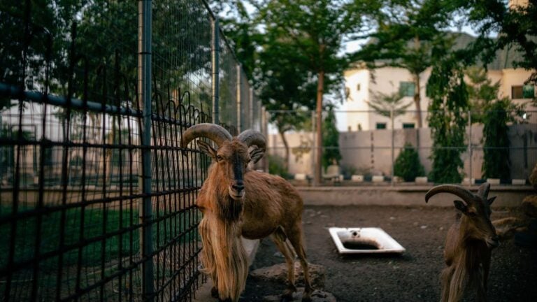 Two mountain goats with horns in a fenced urban zoo environment, California.