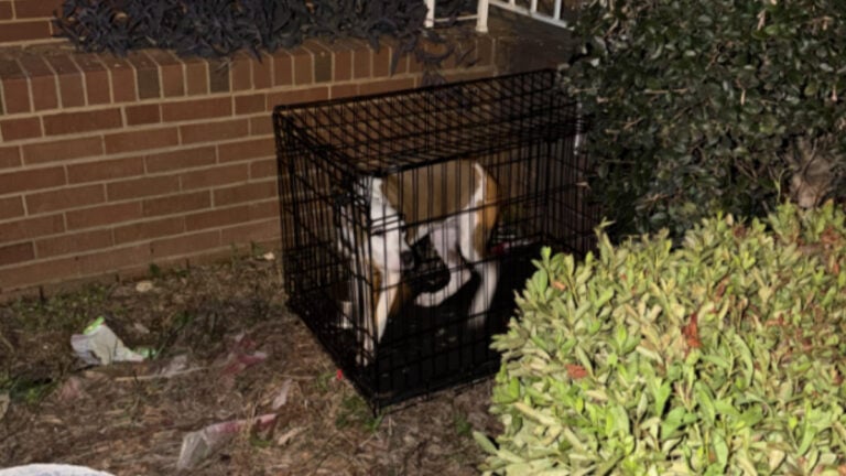 North Carolina Resident Says Neighbor Left 3-Month-Old Puppy Caged Outside