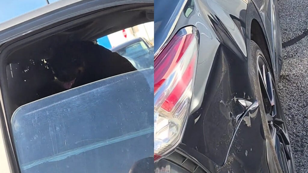 Arkansas Dog Allegedly Causes Car Incident After Being Left in Truck: ‘Karma Comes in All Kinda Ways’