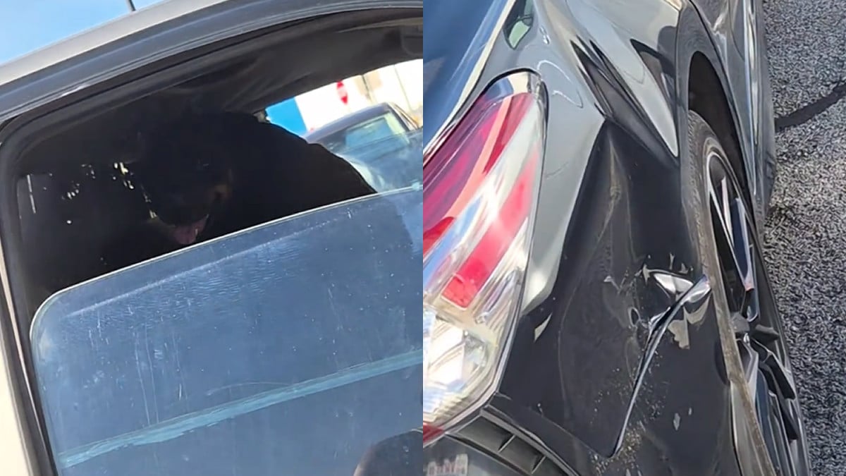 Arkansas Dog Allegedly Causes Car Incident After Being Left in Truck: ‘Karma Comes in All Kinda Ways’