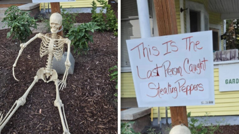‘We Are Not a Community Garden!’: Fed-Up Michigan Homeowner Says Entitled Older Neighbor Steals Vegetables, Then Thanks Them Afterwards Funny neighborhood solution to stop garden produce thievery