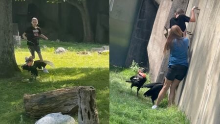 Outrage After Wisconsin Boy Chases Birds With Stick at Zoo to Attack Them: ‘This Is Not Okay’ A picture of Wisconsin boy.