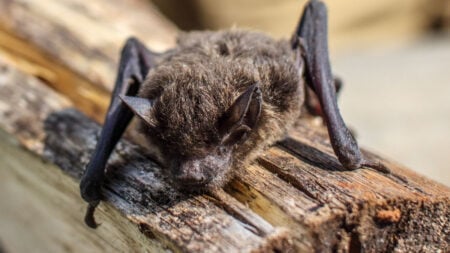 ‘From Slumber to Panicked Within 2 Seconds’: Virginia Doctor Wakes Up With Bat Crawling into Her Mouth A close-up of a bat resting on a log
