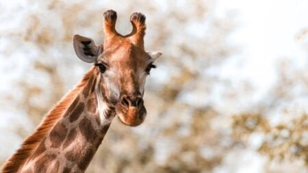 Internet In Splits As Massachusetts Man Dressed as Giraffe Trolls Jake Lang Outside Courthouse: ‘Good, Loud, Hilarious Work’ A giraffe gazes into the camera in the wild setting of Kruger National Park, South Africa.