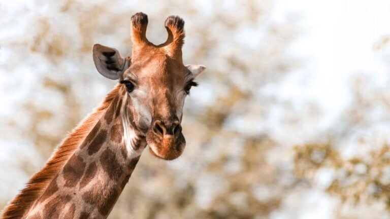 Internet In Splits As Massachusetts Man Dressed as Giraffe Trolls Jake Lang Outside Courthouse: ‘Good, Loud, Hilarious Work’ A giraffe gazes into the camera in the wild setting of Kruger National Park, South Africa.
