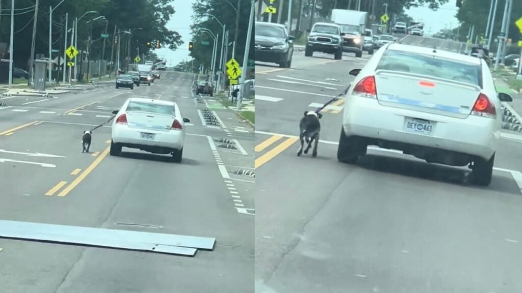 Outrage After Tennessee Man Drives Car While Dog Is Leashed Outside It: ‘That’s So Evil’ A picture of Tennessee man inside car.