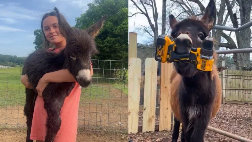Outrage After Georgia Police Officers Shoot and Kill Baby Donkey for Running Toward Them: ‘That Person Shouldn’t Be a Cop’ A picture of Georgia donkey.