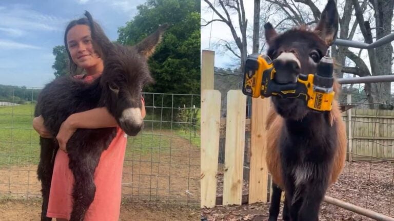 Outrage After Georgia Police Officers Shoot and Kill Baby Donkey for Running Toward Them: ‘That Person Shouldn’t Be a Cop’ A picture of Georgia donkey.
