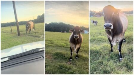 ‘Waylon Looks Like He’ll Do It Again’: South Carolina Man’s Electric Fence Rescue Turns Into Hilarious Argument With Cow South Carolina cow incident