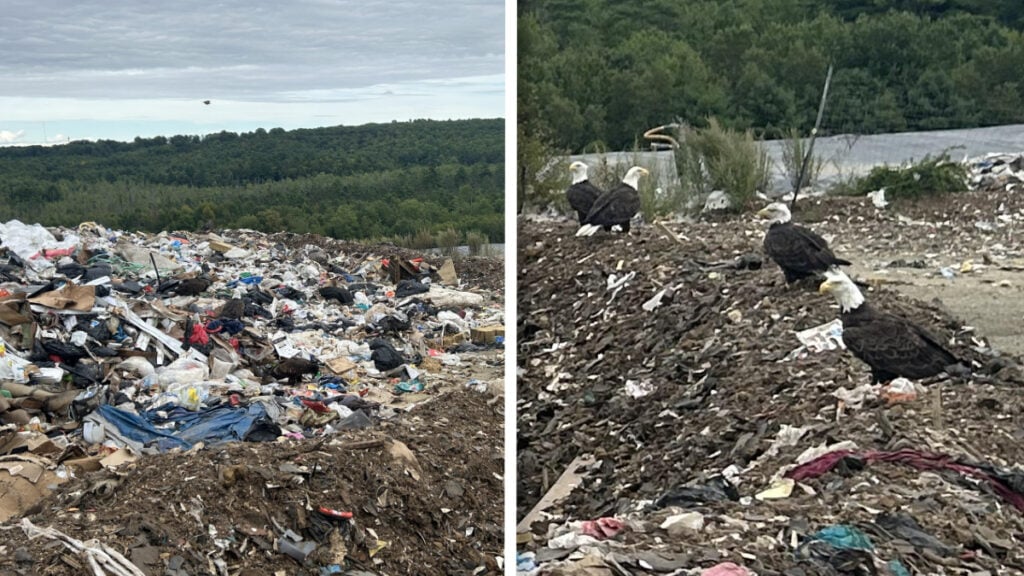 Alaska Resident Spots Bald Eagles Taking Over Local Landfill: ‘If That’s Not a Metaphor for America, I Don’t Know What Is’ Alaska Resident Spots Bald Eagles at Landfill