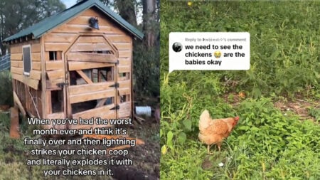 Illinois Woman’s Chicken Coop Explodes After Lightning Strike: 'Your Chickens Better Have Superpowers'