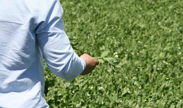 Georgia Farmer Slammed After Complaining He Can’t Find Workers as Immigration Crackdown Hits Red Farm Country: ‘Actions, meet consequences’ Georgia pea farmer