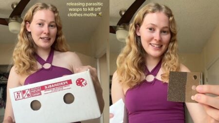 Washington, D.C., Woman Unleashes 10,000 Wasps To Get Rid of Clothes Moths: ‘Mothballs Weren’t an Option?’ Washington, D.C., Woman Unleashes 10,000 Wasps To Get Rid of Clothes Moths
