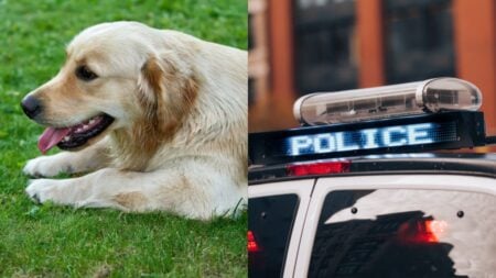 Outrage After Nebraska Officer Points Taser at Golden Retriever for Barking at Him: ‘These Coward Cops Need to Be Fired’ A picture related to Nebraska officer.
