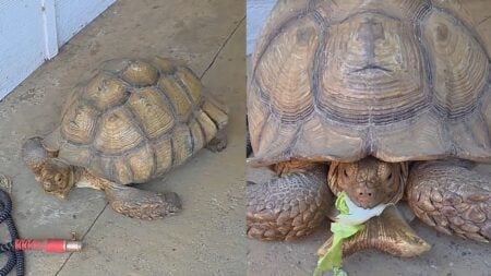 Texas Woman Calls Her 18-Year-Old Tortoise the Worst Decision She’s Ever Made To Date: ‘We Don’t Talk About Pet Regret Enough’ Texas Woman Calls Her 18-Year-Old Tortoise the Worst Decision She’s Ever Made To Date
