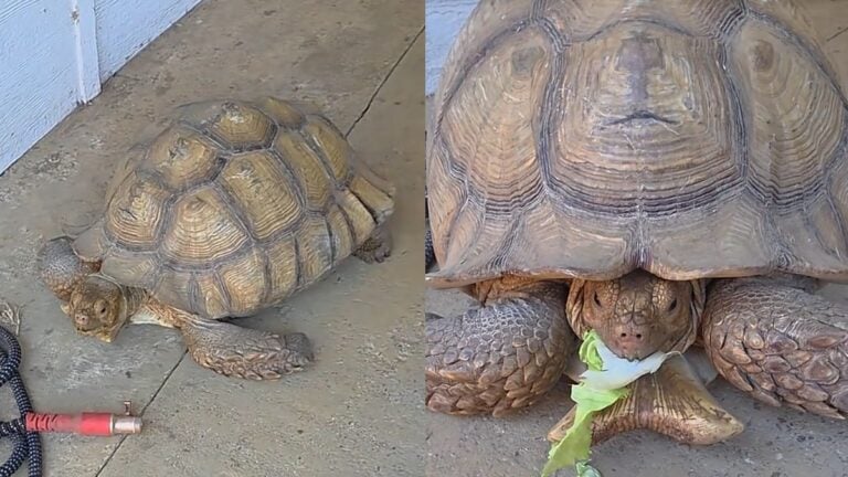 Texas Woman Calls Her 18-Year-Old Tortoise the Worst Decision She’s Ever Made To Date: ‘We Don’t Talk About Pet Regret Enough’ Texas Woman Calls Her 18-Year-Old Tortoise the Worst Decision She’s Ever Made To Date