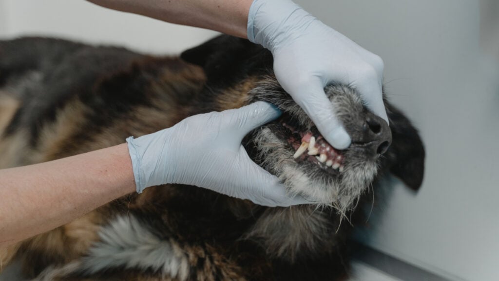 California Hospital Guard Punished with Unpaid Leave After ‘Service Dog’ Bites Nurse 9 Hours After He Went Home: ‘Someone Is Shifting Blame’ Close-up of examining a dog's teeth during a dental checkup