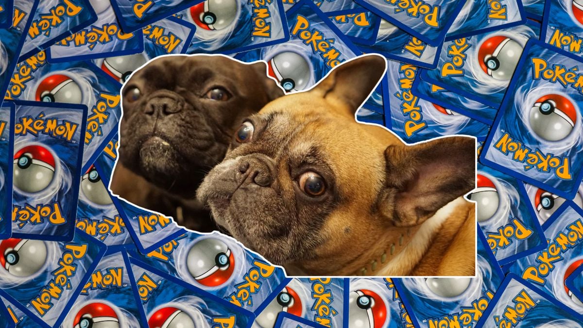 Florida Man Tries To Trade Dogs for Expensive Pokémon Cards: ‘That Should Be Illegal’
