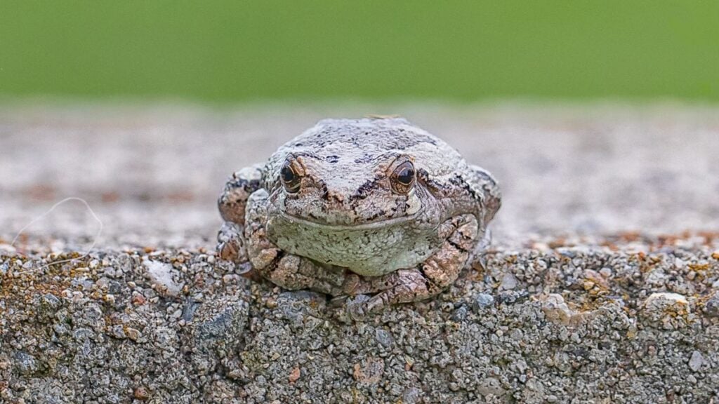 ‘That’s One Way To Get Consent To Search a Vehicle’: Florida Woman Goes Viral After Freaking Out Over A Tiny Frog During A Traffic Stop Florida Woman Goes Viral For Freaking Out Over Frog During Traffic Stop