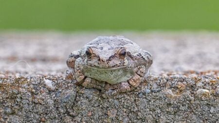 Florida Woman Goes Viral For Freaking Out Over Frog During Traffic Stop