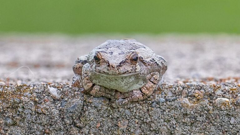 Florida Woman Goes Viral For Freaking Out Over Frog During Traffic Stop