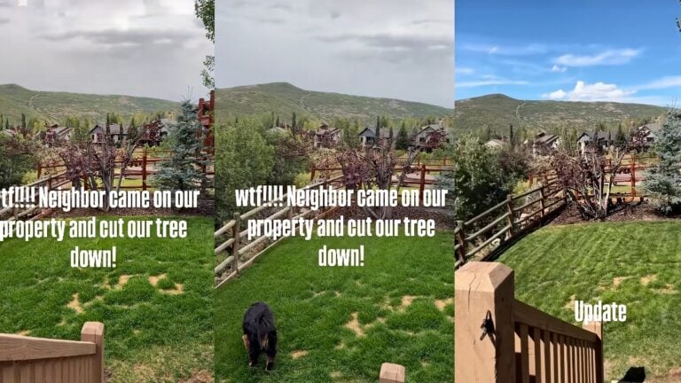 New Jersey Woman Discovers Neighbor Chopped Down Tree