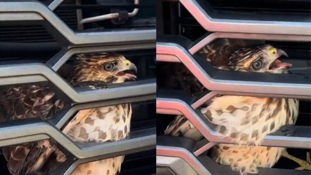 Bird Crashes Into Georgia Man’s Vehicle and Gets Stuck in Front Grille