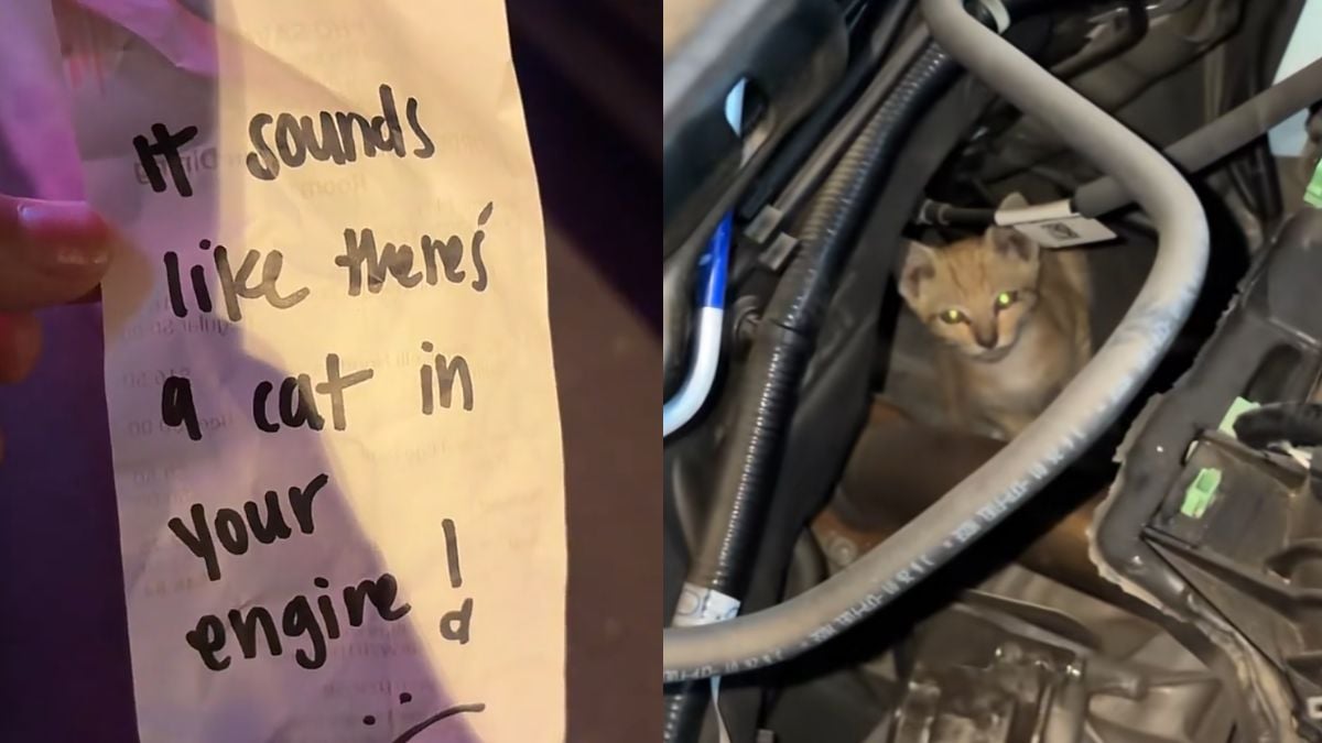 California Woman Discovers Kitten Chilling Under Her Car’s Bedding, Stays There for Hours: ‘I’d Get Kidnapped Like This’