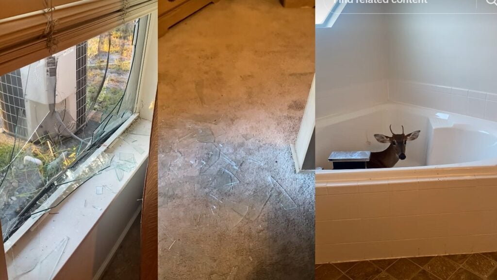 Florida Woman Comes Home To Unusual Break-In, Finds Smashed Window And A Deer In Her Bathroom: ‘Now I’m Waiting On Wildlife To Come And Get Him’ Florida Woman Comes Home To Unusual Break In