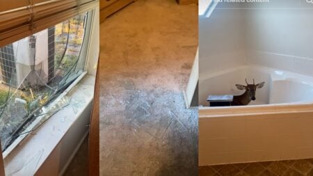 Florida Woman Comes Home To Unusual Break-In, Finds Smashed Window And A Deer In Her Bathroom: ‘Now I’m Waiting On Wildlife To Come And Get Him’ Florida Woman Comes Home To Unusual Break In